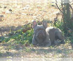 Father of the French Bulldog puppies born on 01/22/2024