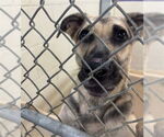 Small German Shepherd Dog Mix