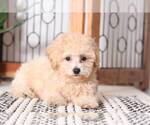 Small Photo #1 Poochon Puppy For Sale in NAPLES, FL, USA