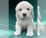 Small Photo #4 English Cream Golden Retriever Puppy For Sale in LOUISBURG, NC, USA