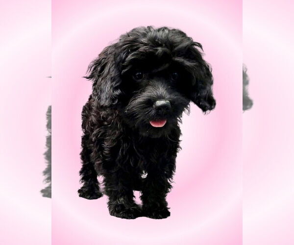 Medium Photo #4 Cavalier King Charles Spaniel-Unknown Mix Puppy For Sale in Lincolnwood, IL, USA