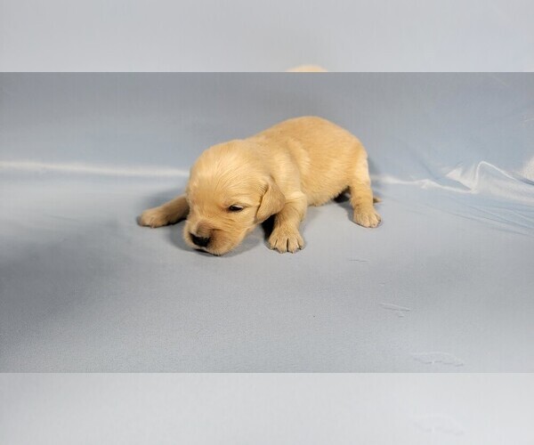 Medium Photo #36 Golden Retriever Puppy For Sale in BLACK FOREST, CO, USA