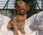 Small #12 Golden Retriever