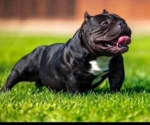 Father of the American Bully puppies born on 06/22/2023
