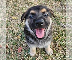 German Shepherd Dog Puppy for sale in NAVASOTA, TX, USA