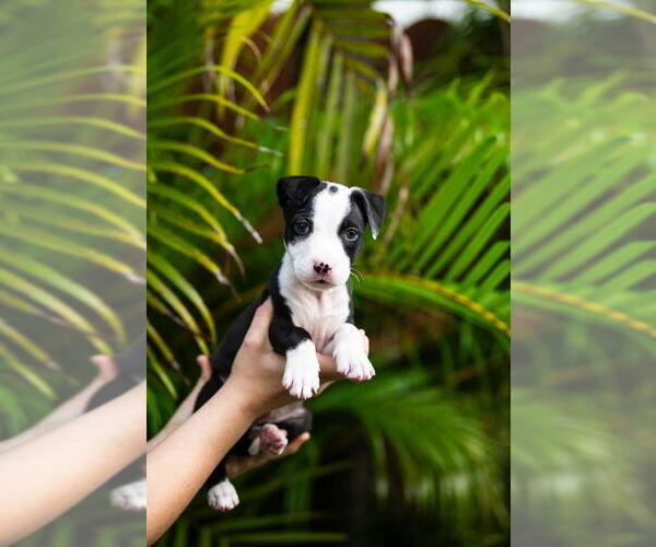 Medium Photo #2 Mutt Puppy For Sale in Oakland Park , FL, USA