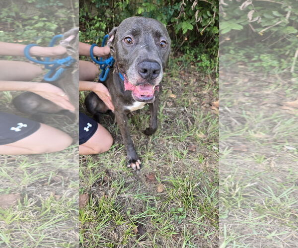 Medium Photo #1 Great Dane-Unknown Mix Puppy For Sale in Jackson, MS, USA