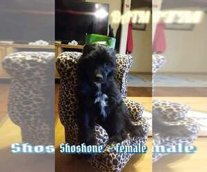 Chinese Crested Puppy for sale in MOODY, TX, USA