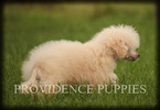 Small Photo #70 Poodle (Miniature) Puppy For Sale in COPPOCK, IA, USA