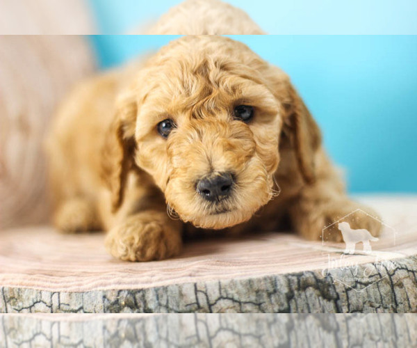 Medium Photo #4 Goldendoodle Puppy For Sale in CARLOCK, IL, USA