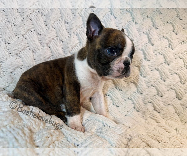 Medium Photo #2 Boston Terrier Puppy For Sale in ODENVILLE, AL, USA