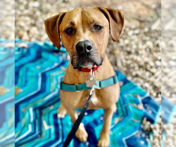 Medium Photo #12 Mutt Puppy For Sale in Canton, CT, USA