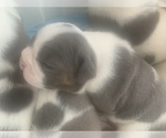 Puppy 6 American Bully