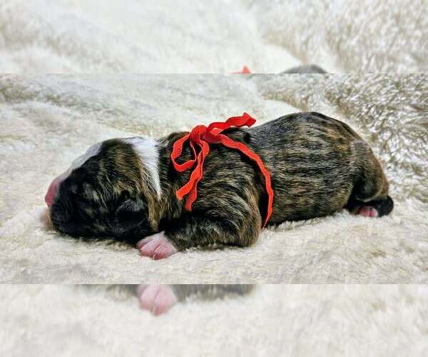 Medium Photo #18 Alapaha Blue Blood Bulldog Puppy For Sale in SHELOCTA, PA, USA