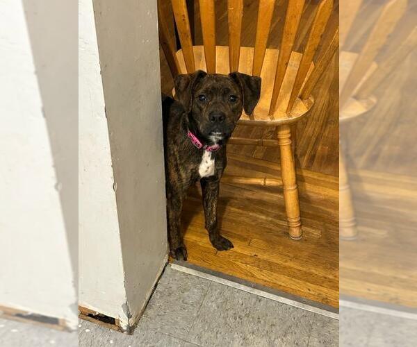 Medium Photo #2 Bogle Puppy For Sale in Aurora, IN, USA