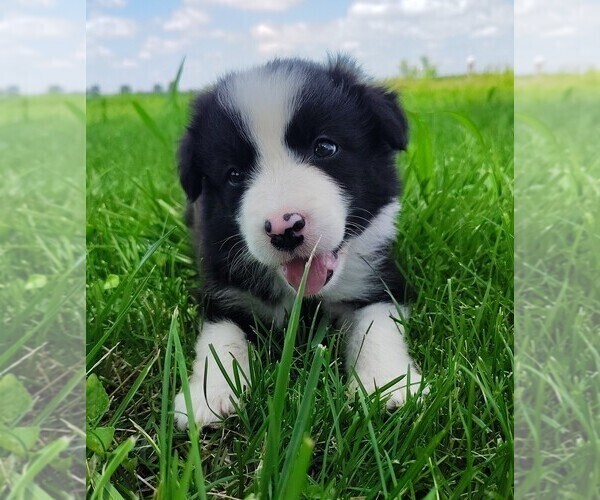 Medium Photo #1 Border Collie Puppy For Sale in NORBORNE, MO, USA