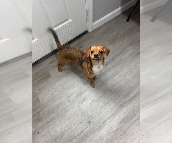 Medium Photo #6 Chihuahua Puppy For Sale in Oak Bluffs, MA, USA