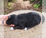 Small #9 F2 Aussiedoodle