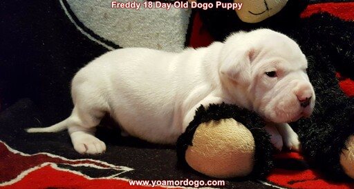 Medium Photo #67 Dogo Argentino Puppy For Sale in JANE, MO, USA
