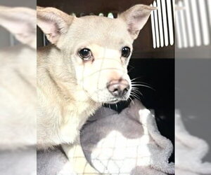 Chihuahua-Unknown Mix Dogs for adoption in Houston, TX, USA
