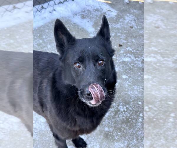 Medium Photo #5 German Shepherd Dog-Unknown Mix Puppy For Sale in Crete, IL, USA