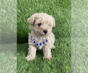 Poodle (Toy) Puppy for sale in TAMPA, FL, USA