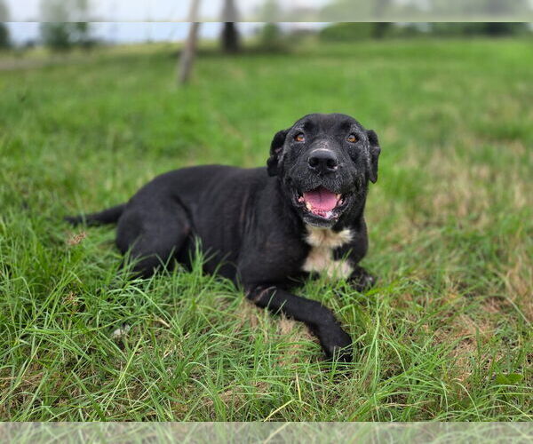 Medium Photo #2 American Pit Bull Terrier-Labrador Retriever Mix Puppy For Sale in Brewster, NY, USA