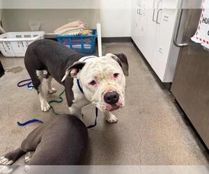 Medium Bulldog Mix