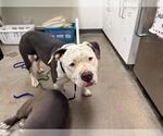 Small Bulldog Mix