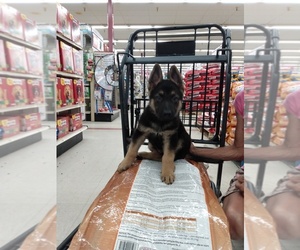 German Shepherd Dog Puppy for sale in BLAND, MO, USA