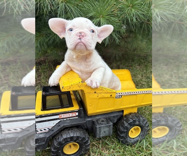 Medium Photo #1 French Bulldog Puppy For Sale in MIDDLEBURY, IN, USA