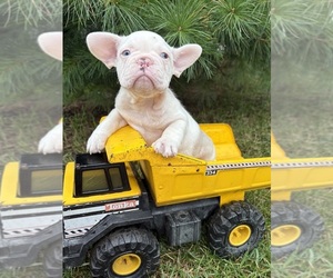 French Bulldog Puppy for sale in MIDDLEBURY, IN, USA