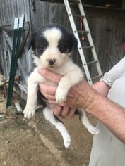 Border Collie Puppy for sale in JACKSON, KY, USA