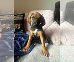 Small #2 Mutt