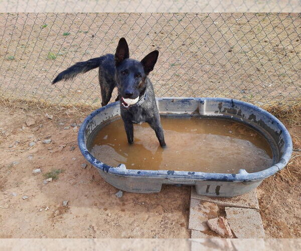 Medium Photo #7 - Mix Puppy For Sale in Imlay City, MI, USA