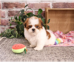 Small #4 Shih Tzu