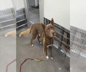 Gerberian Shepsky Dogs for adoption in Berkeley , CA, USA