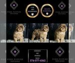 Small Photo #130 Poodle (Toy) Puppy For Sale in WARSAW, IN, USA