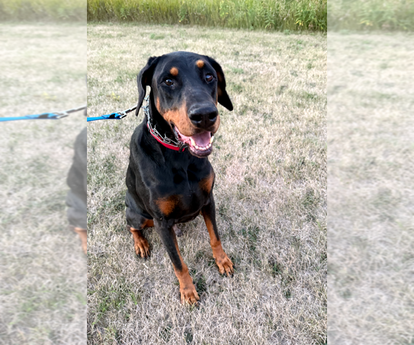 Medium Photo #1 Doberman Pinscher Puppy For Sale in Buffalo, MN, USA