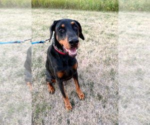 Doberman Pinscher Dogs for adoption in Buffalo, MN, USA