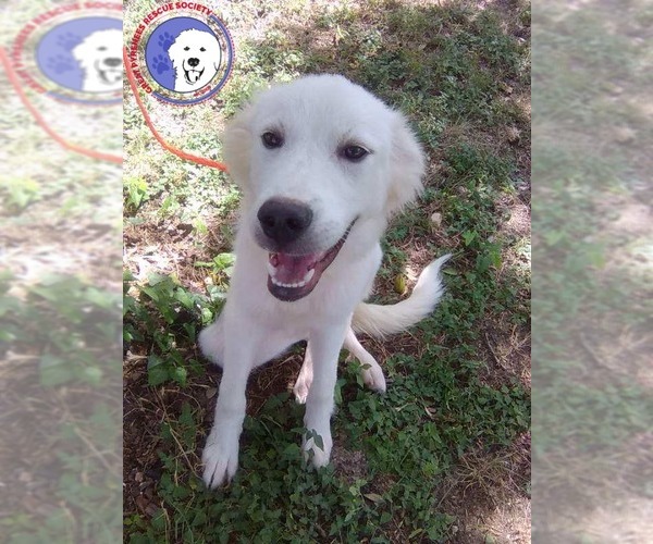 Medium Photo #1 Great Pyrenees Puppy For Sale in Spring, TX, USA