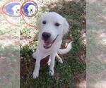 Small Great Pyrenees