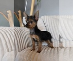Small #1 Yorkshire Terrier