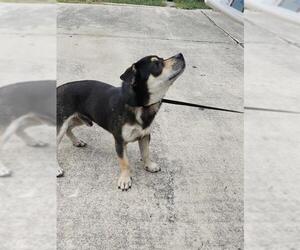Chihuahua-Unknown Mix Dogs for adoption in San Antonio, TX, USA