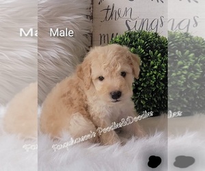 Goldendoodle Puppy for sale in CACHE, OK, USA