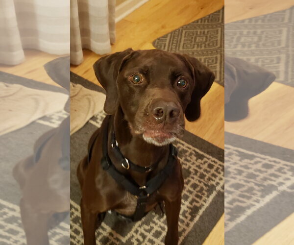 Medium Photo #5 German Shorthaired Pointer Puppy For Sale in Newfoundland, PA, USA