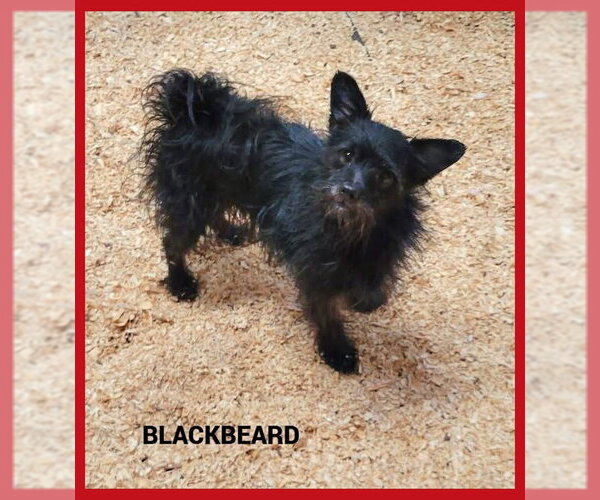 Medium Photo #1 Mutt Puppy For Sale in Granbury, TX, USA