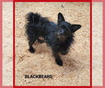 Blackbeard - Male Mutt Dog for Adoption - Small photo