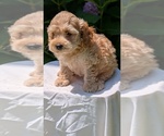 Small Photo #21 Cavapoo Puppy For Sale in GOSHEN, IN, USA