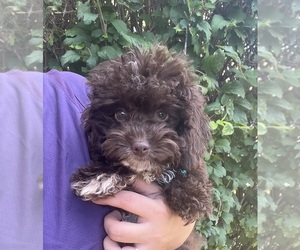 Cavapoo Puppy for sale in JEFFERSONVILLE, IN, USA